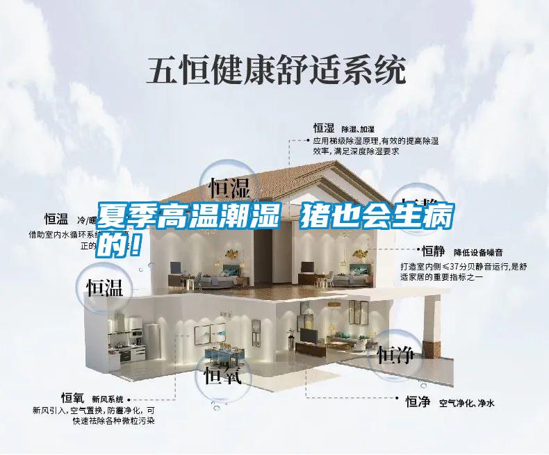 夏季高溫潮濕 豬也會生病的！