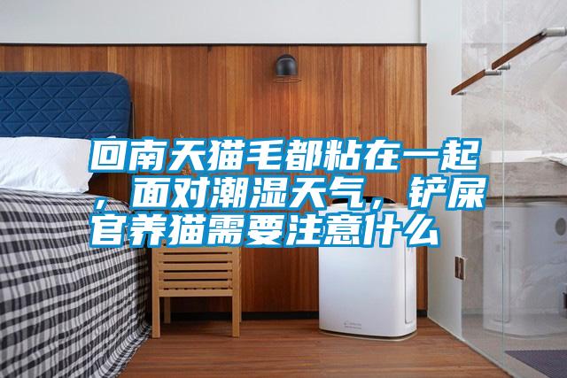 回南天貓毛都粘在一起，面對潮濕天氣，鏟屎官養貓需要注意什么
