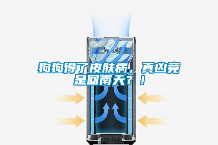 狗狗得了皮膚病，真兇竟是回南天？！
