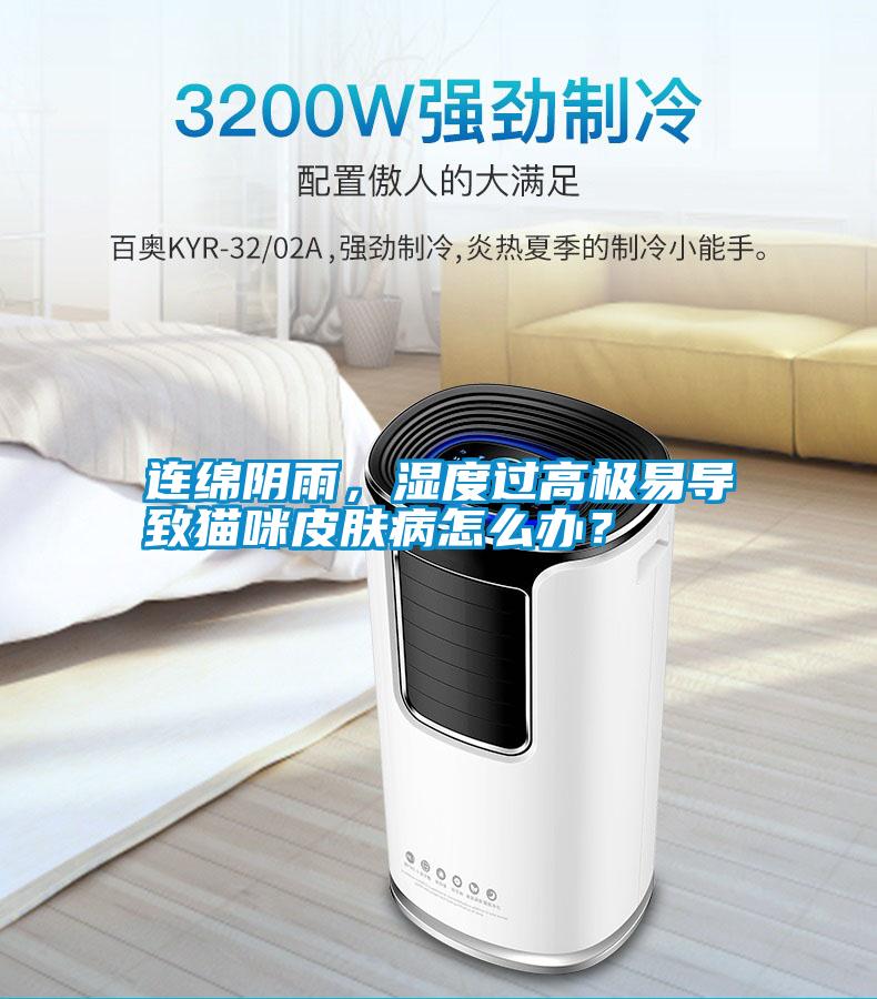 連綿陰雨，濕度過高極易導致貓咪皮膚病怎么辦？