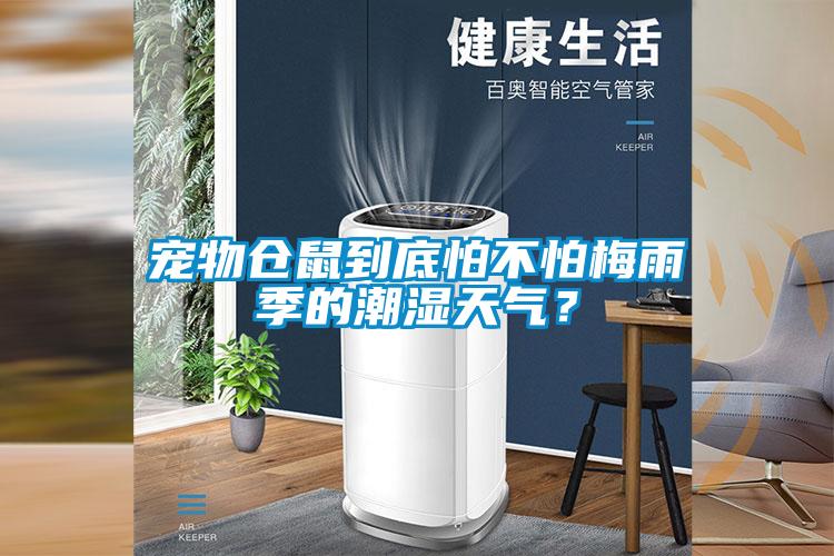 寵物倉鼠到底怕不怕梅雨季的潮濕天氣？