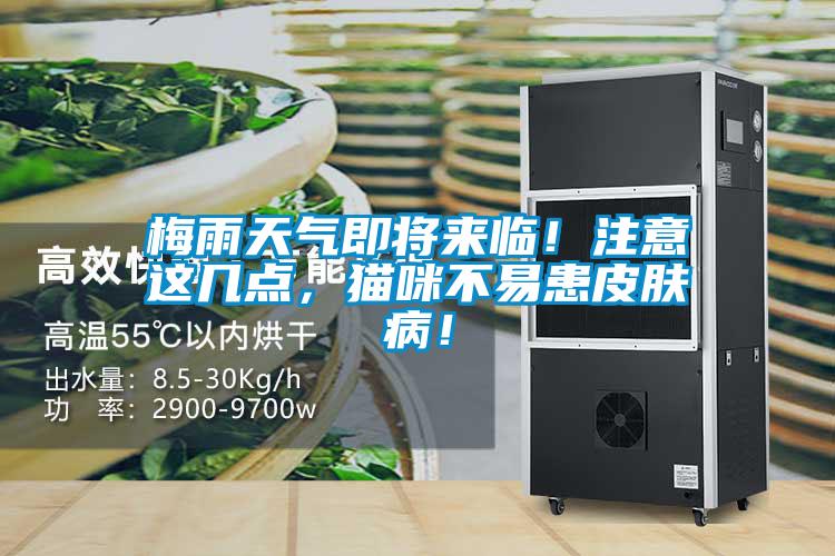 梅雨天氣即將來臨！注意這幾點，貓咪不易患皮膚??！