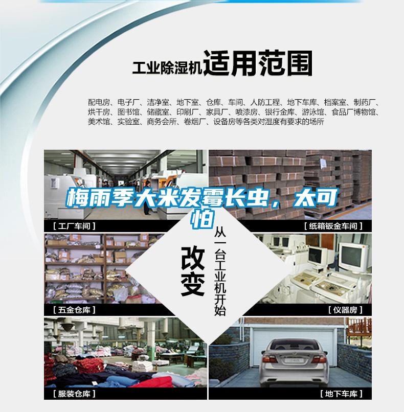 梅雨季大米發霉長蟲，太可怕