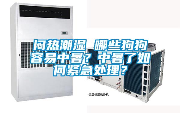 悶熱潮濕 哪些狗狗容易中暑？中暑了如何緊急處理？