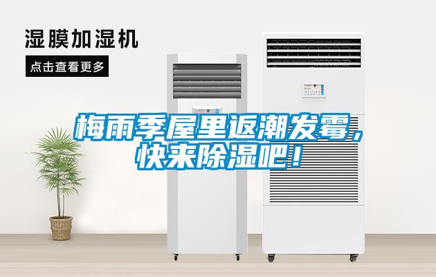 梅雨季屋里返潮發霉，快來除濕吧！