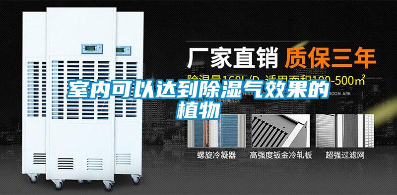 室內可以達到除濕氣效果的植物