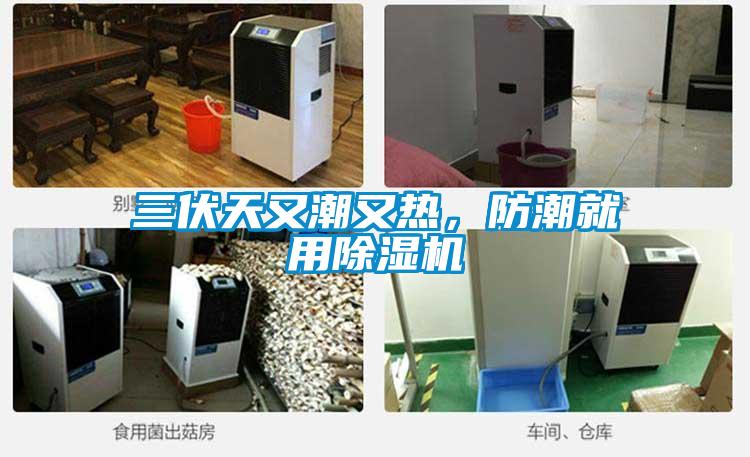 三伏天又潮又熱，防潮就用除濕機