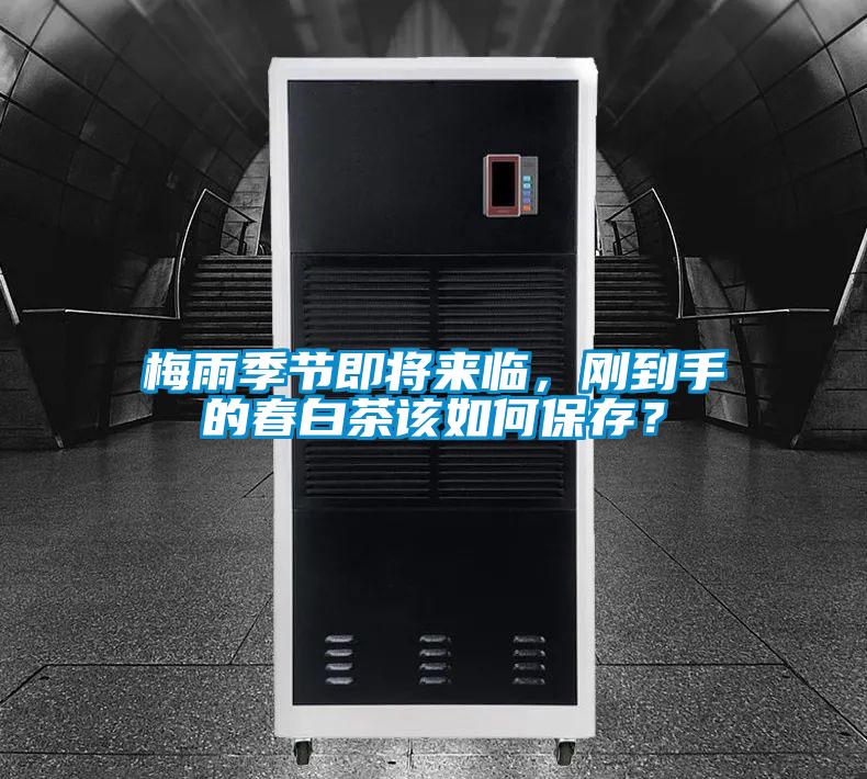 梅雨季節即將來臨，剛到手的春白茶該如何保存？