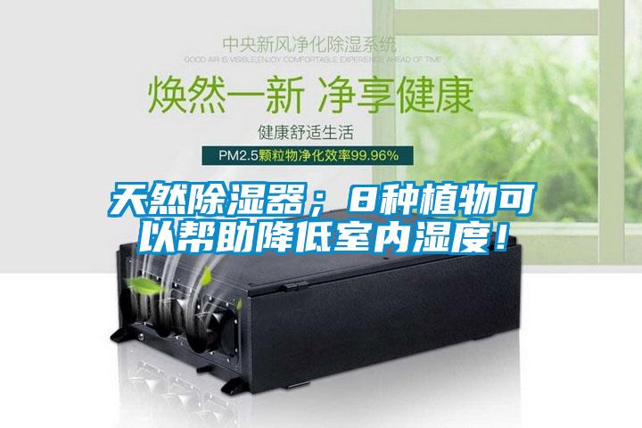 天然除濕器；8種植物可以幫助降低室內濕度！
