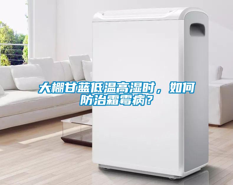 大棚甘藍低溫高濕時，如何防治霜霉??？