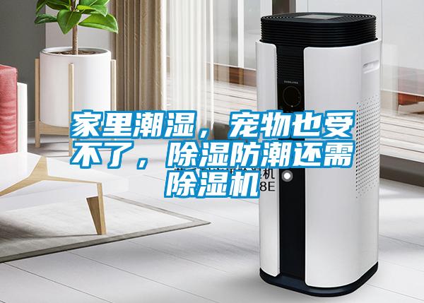 家里潮濕，寵物也受不了，除濕防潮還需除濕機