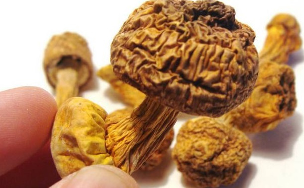 巴西菇、姬松茸烘干機-怎樣烘干色澤好且菇體褶片完整？